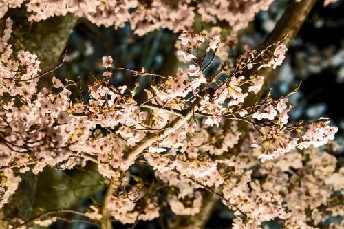 a close up of pink flowers on a tree at Temple-stay WAQOO Mii-dera in Otsu