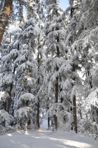a group of trees covered in snow at The Chalets Naldehra in Shimla