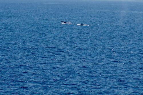 a bird floating in the water in the ocean at Direct Oceanfront, Big Island Home in Keaau