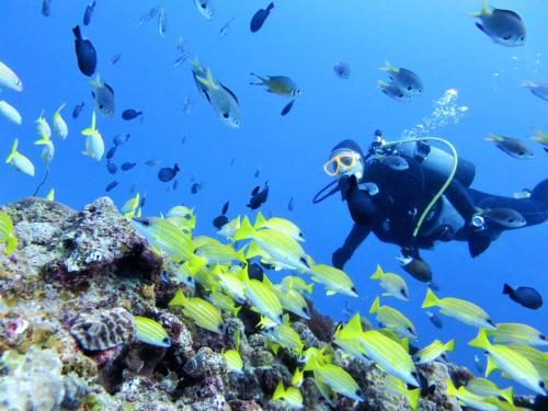 a diver in the ocean with a school of fish at Churaumi on the Beach Motobu in Motobu