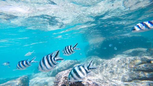 a group of fish swimming in the water at Cerf Island Resort in Cerf Island