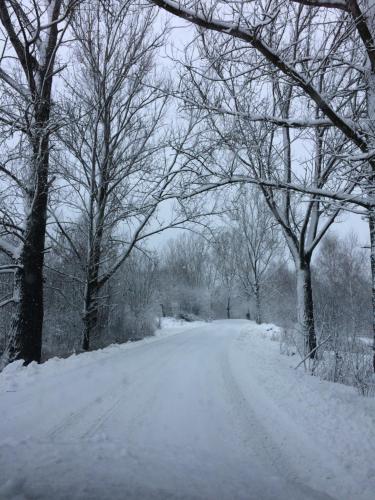 a snow covered road with trees on the side at Ciche Pole in Maniowy