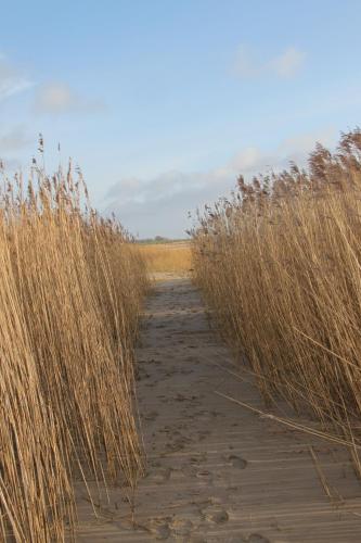 a dirt road in a field with tall grass at Ferienwohnung Monteurwohnung DeichBrandt in Sankt Margarethen