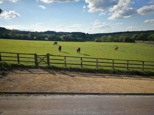 un grupo de caballos pastando en un campo verde en Staggs Cottage en Andover