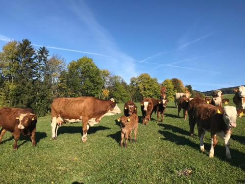 a herd of cows standing in a field at Biobauernhof Höllerbauer in Mönichwald