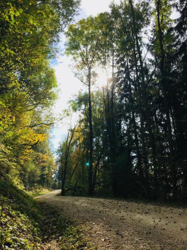 a dirt road in the middle of a forest at Biobauernhof Höllerbauer in Mönichwald