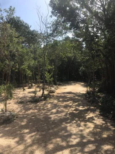 a dirt road in the middle of a forest at Tulum Nueve in Tulum
