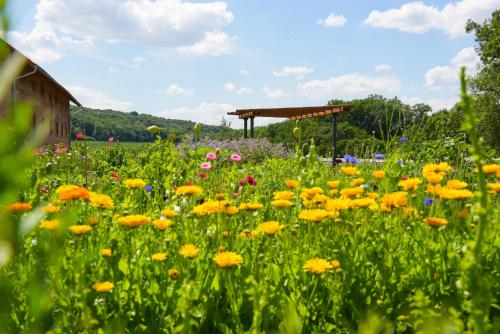 a field of flowers in front of a building at Dvůr Perlová voda in Budyně nad Ohří