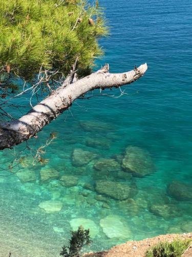 a tree branch in the middle of a body of water at Camping Apartment Vignanotica in Mattinata