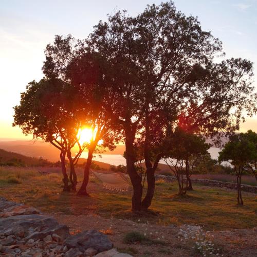 a group of trees in a field at sunset at Villa Humac Hvar in Poljica
