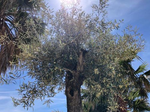 Κήπος έξω από το Casa Olina