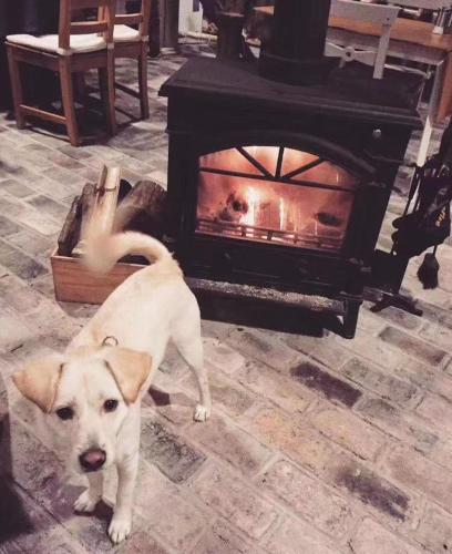 a small dog standing in front of a fireplace at Moganshan Solvang Village Boutique Hotel in Deqing
