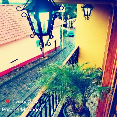 a couple of palm trees sitting next to a building at Posada Mi Angel in Huasca de Ocampo