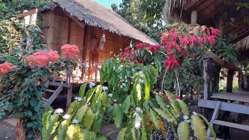 a house with a bunch of plants in front of it at Tribal Village Homestay & Trekking in Banlung