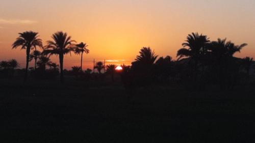 a sunset with palm trees in a field at Luxor hotel Bella Vista Apartments and Hotel in Luxor