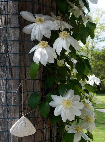 a bunch of white flowers hanging from a building at The Last Straw Cottage Nelson in Brightwater