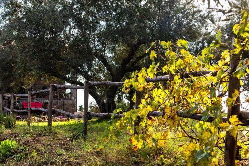 a fence with yellow leaves in front of a tree at Poggio della Stella in Blera