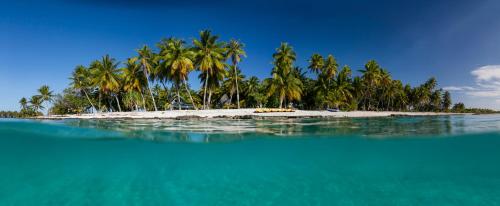 an island in the ocean with palm trees and blue water at Fafarua Ile Privée Private Island in Tikehau