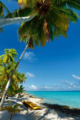 a view of a beach with palm trees and the ocean at Fafarua Private Island in Tikehau