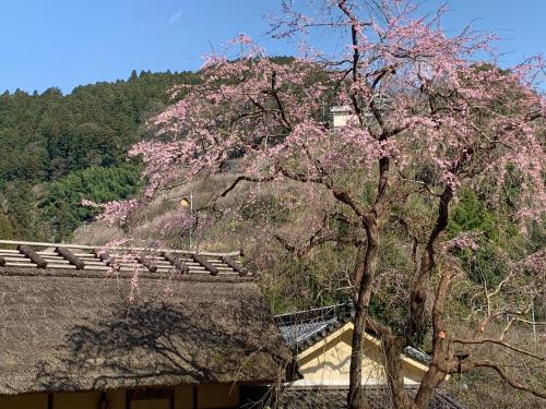 un árbol con flores rosas en la parte superior de un edificio en KANAU, en Gojō