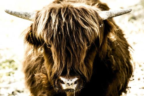 a bull with long hair standing in a field at B&B I Montanari in Itieli