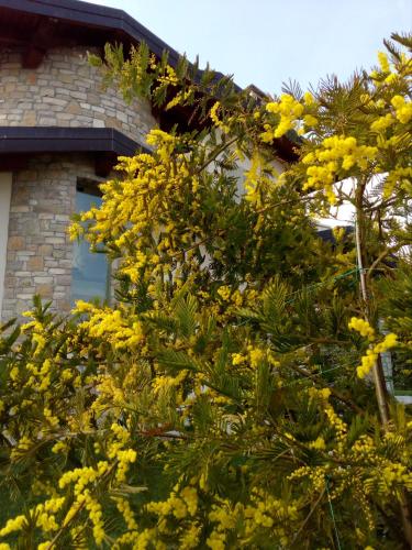a tree with yellow flowers in front of a house at B&B Rosalu - Adults Only in Sirmione