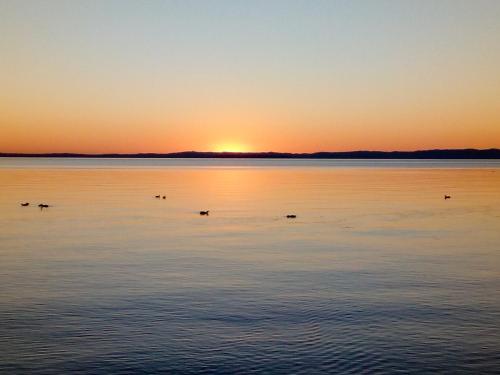 a group of ducks swimming in the water at sunset at B&B Rosalu - Adults Only in Sirmione