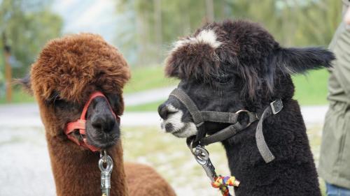 a brown and black alpaca standing next to a person at AlpenSportLodge in Altenmarkt im Pongau