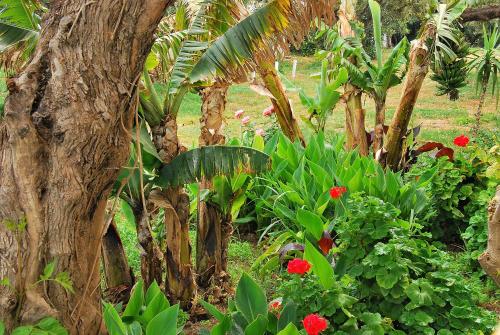 a garden with a bunch of plants and a tree at Hotel Marina Village in Palekastron