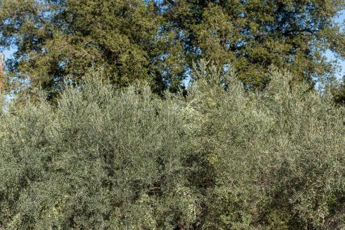 a tree with lots of leaves on top of it at Prinus Country Retreat Apokoronas, heated pool, 13km from the sea in Embrósneros
