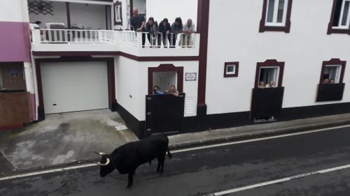 a black bull on a leash in front of a building at Casa Codorniz in Praia da Vitória