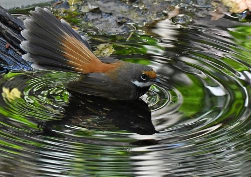 a bird with its wings out in the water at Valley View Luxury Retreat in Vacy