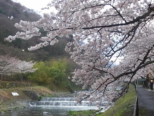 a waterfall next to a river with cherry trees at Hakone Yutowa in Hakone