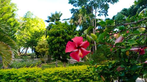a red flower on a tree in a park at Ancelle Cristo Re in Moalboal