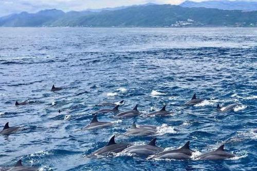 a group of dolphins swimming in the water at 7m2民宿 #免費停車 #慶修院 in Jian