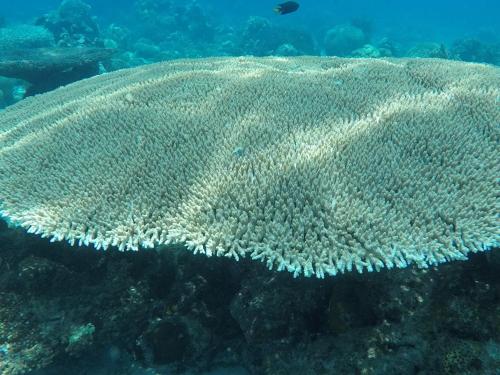 a large coral reef in the ocean at Ten RooMs in Telukbakau