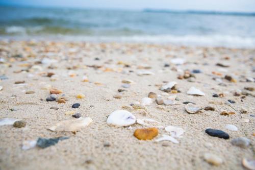 a sandy beach with shells and the ocean at Sandaway Suites & Beach in Oxford