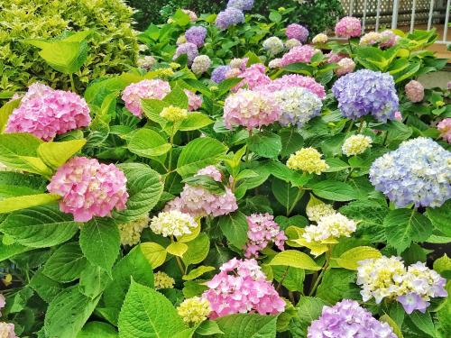 a bunch of colorful flowers in a garden at Sandaway Suites & Beach in Oxford