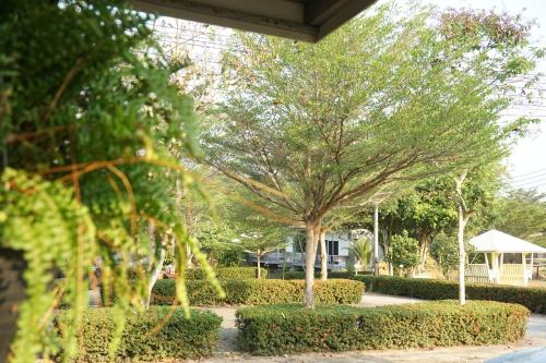 a couple of trees in a yard with bushes at แกรนด์ ฟอเรสท์ Grand Forest in Chanthaburi