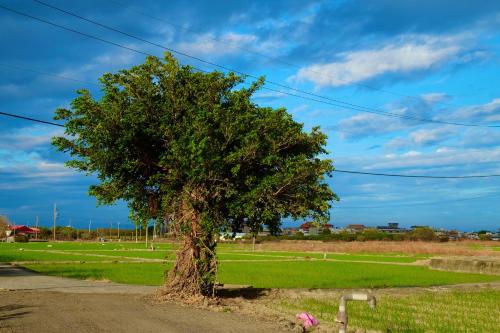 a tree on the side of a road at Clare Holiday B&B in Checheng
