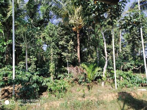 Taman di luar Ammu's home stay