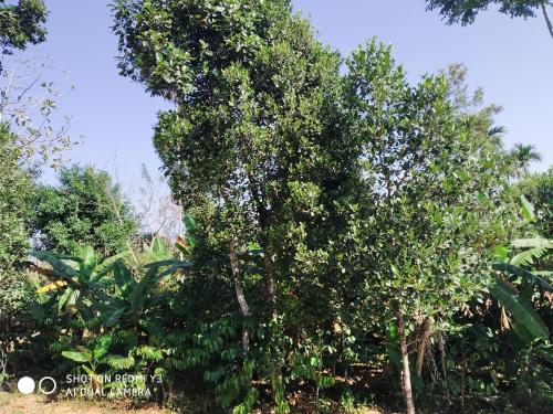 Taman di luar Ammu's home stay