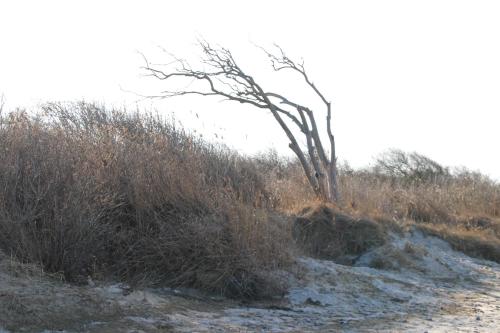 a tree on the side of a dirt road at Meine Fischerhütte in Börgerende-Rethwisch