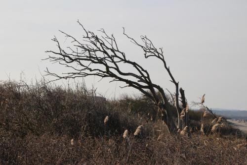 a dead tree in the middle of a field at Meine Fischerhütte in Börgerende-Rethwisch