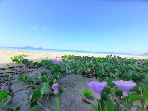 a field of purple flowers on the beach at Cameron Island Resort in Ko Sukon