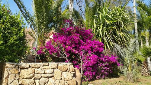 a garden with purple flowers and a stone wall at Palmeraie skhirat1 in Skhirat