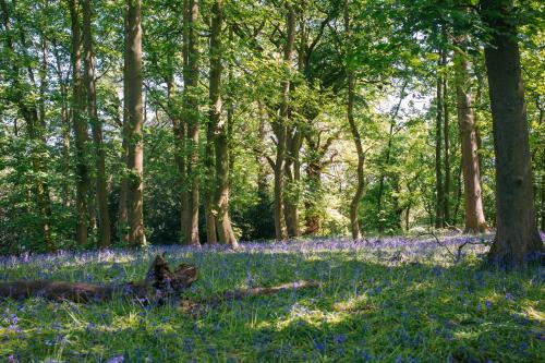 a forest of trees with blue flowers in the grass at Yew Tree Farm in Congleton