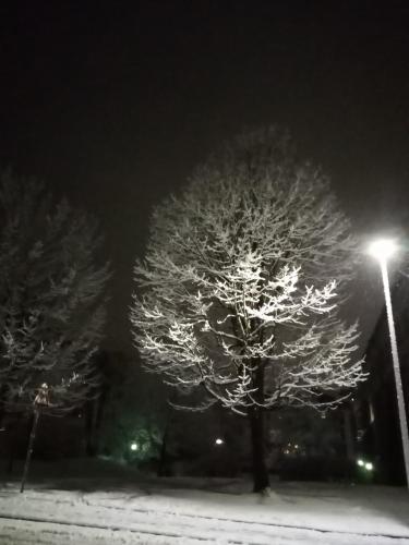 two trees covered in snow at night with a street light at Apartmany Lend in Lend