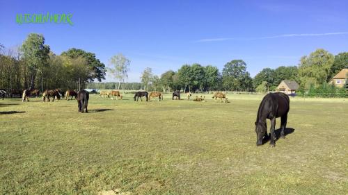 un grupo de caballos pastando en un campo en Ferienhaus Kutschenmeyer, en Schneverdingen