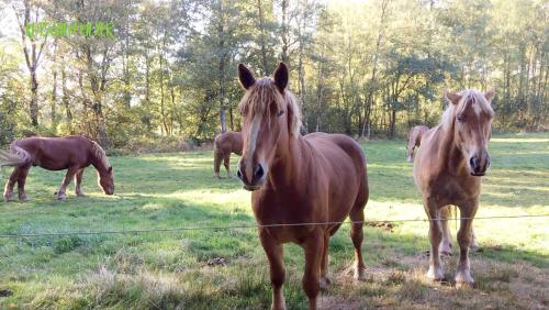 un grupo de caballos parados en un campo en Ferienhaus Kutschenmeyer, en Schneverdingen